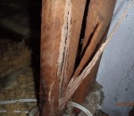 After - probing termite damage
